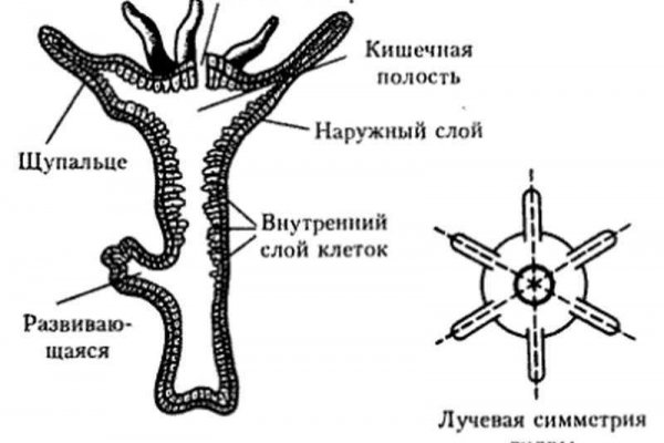 Сайт кракен рабочая ссылка