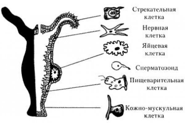 Как пополнить кошелек на кракене даркнет